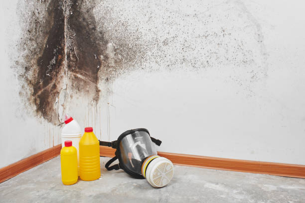 Best Emergency Mold Remediation in Hicksville, OH