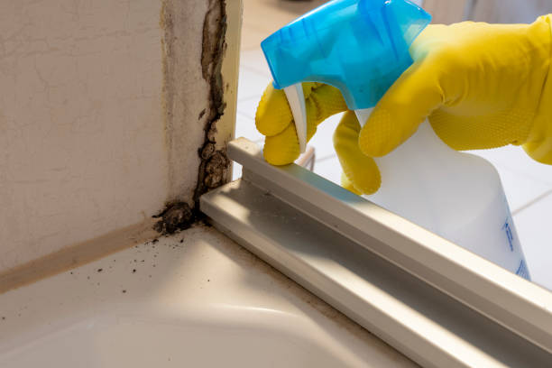 Best Insurance-Related Mold Remediation in Hicksville, OH