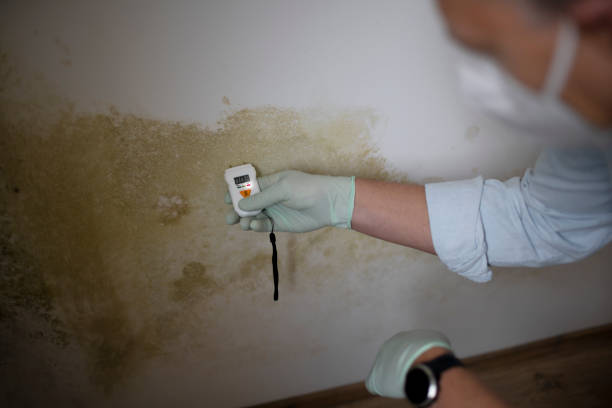 Best DIY Mold Remediation Support Services in Hicksville, OH