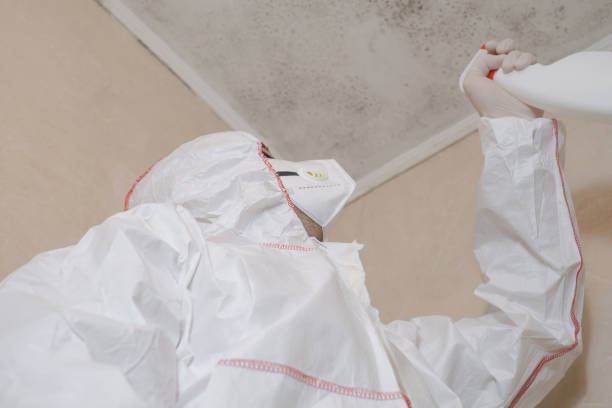 Best Crawl Space Mold Remediation in Hicksville, OH