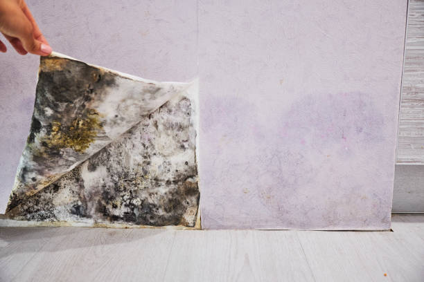 Best Industrial Mold Remediation in Hicksville, OH